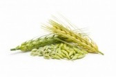 wheatseed