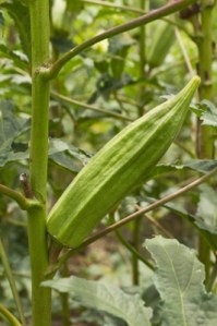 okra