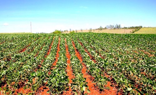 Growing beans - http://pixabay.com/static/uploads/photo/2014/01/29/05/31/planting-of-beans-254075_640.jpg