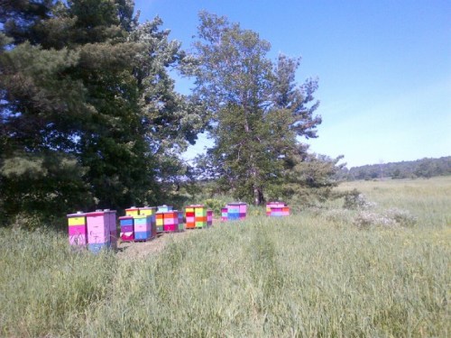 Bee Hives on Songberry Organic Farm